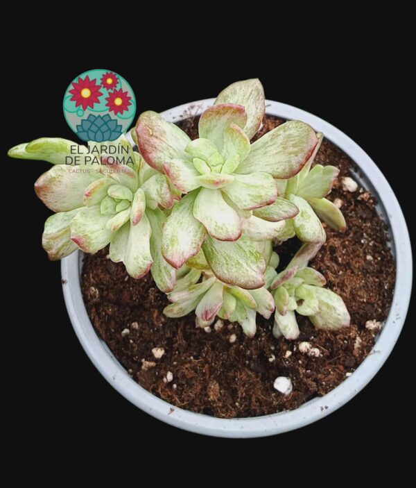 Echeveria Minibelle monstruosa