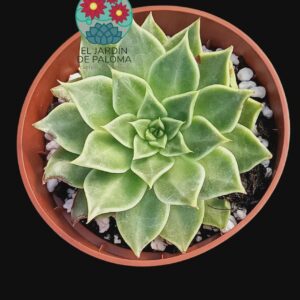 Echeveria Hallis x agavoides