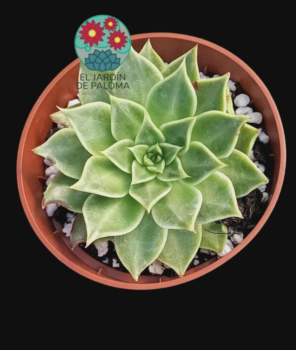 Echeveria Hallis x agavoides