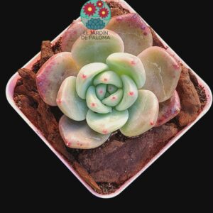 Echeveria Red  crystal (importación)