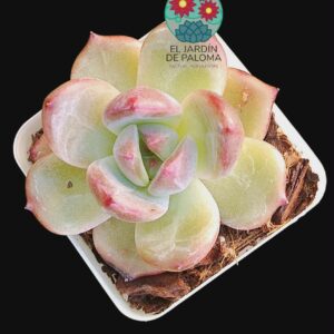 Echeveria Red  crystal (importación)