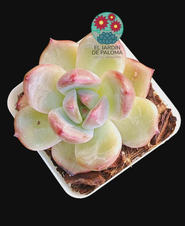 Echeveria Red  crystal (importación)