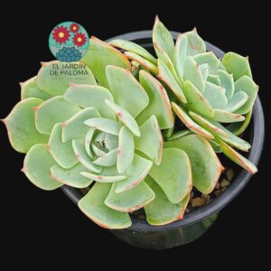 Echeveria Secunda glauca doble