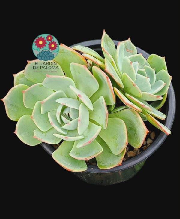 Echeveria Secunda glauca doble