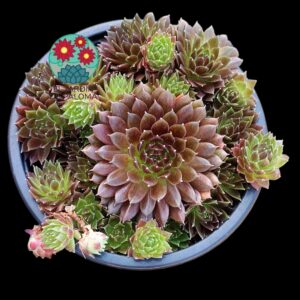 Sempervivum "Dream catcher"