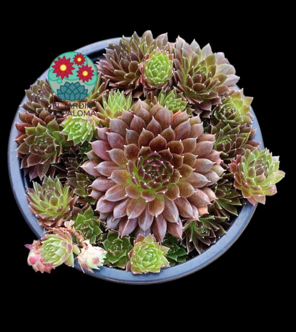 Sempervivum "Dream catcher"