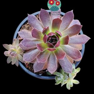 Sempervivum "Autum apple"