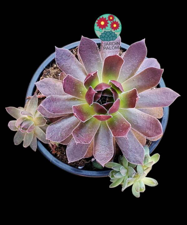 Sempervivum "Autum apple"