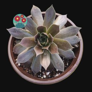 Sempervivum "Autum apple"