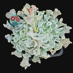 Echeveria Shavina "Truffles" crestada