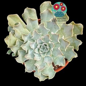 Echeveria Shavina "Truffles"