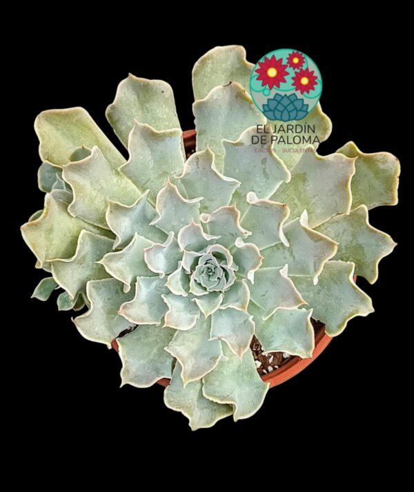 Echeveria Shavina "Truffles"