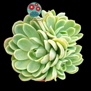 Echeveria Conde bouquet