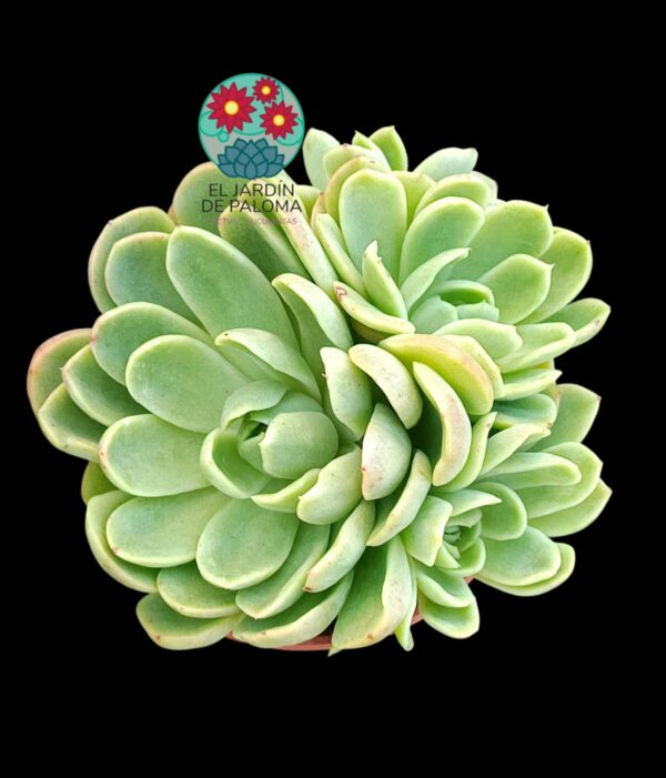 Echeveria Conde bouquet