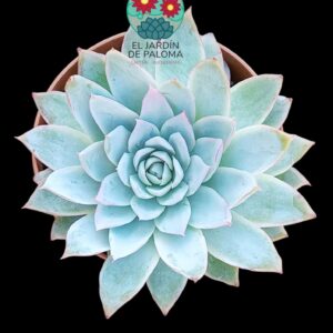 Echeveria "Violet queen"