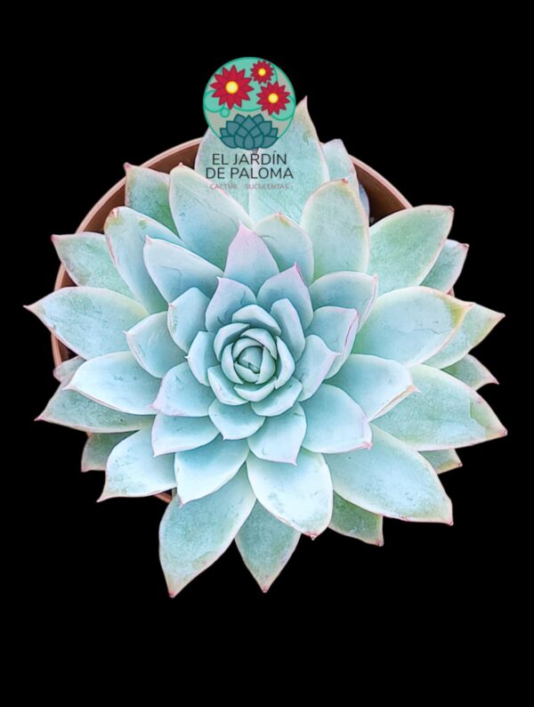 Echeveria "Violet queen"