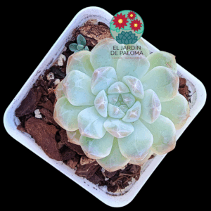 Echeveria Snow tower (importación)
