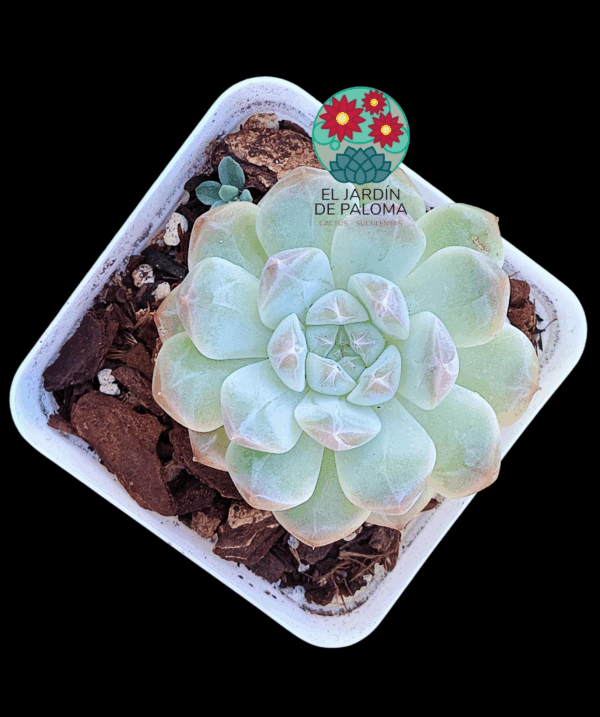 Echeveria Snow tower (importación)
