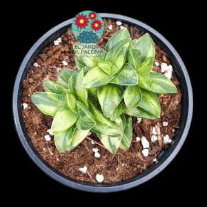 Crassula Springtime variegata