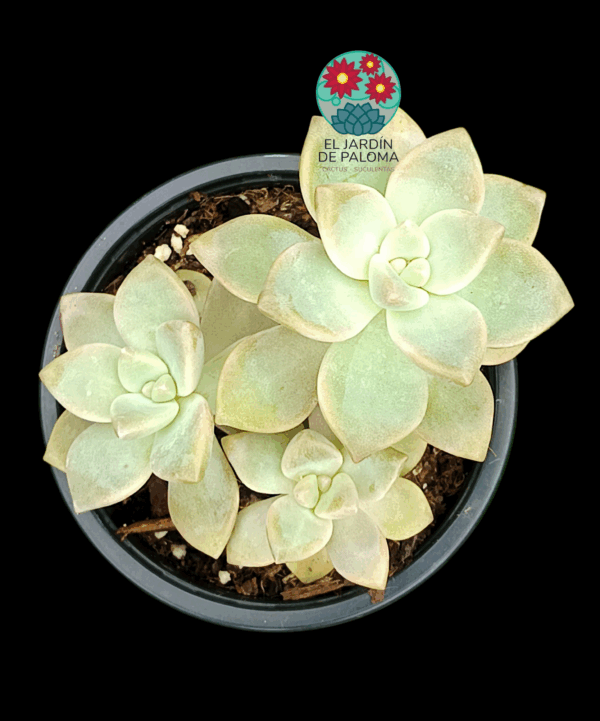 Graptosedum "Nuite blanche"