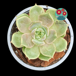 Echeveria Lake Baikal (importación, híbrido lola)