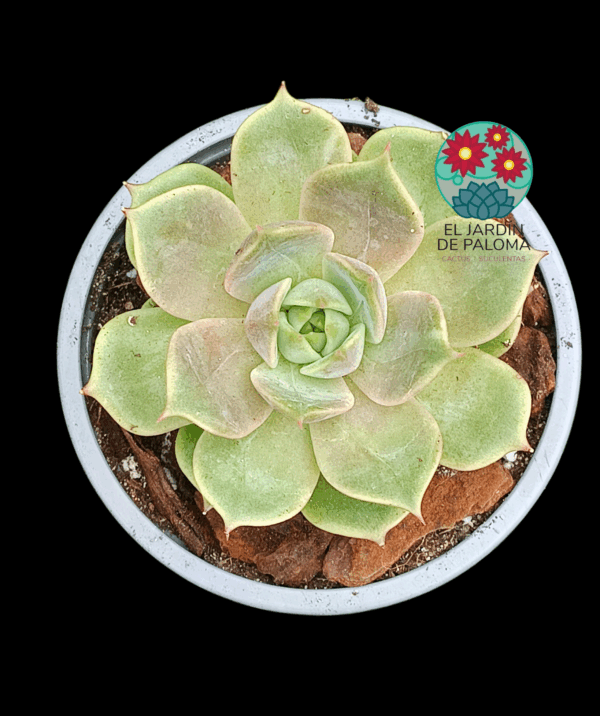 Echeveria Lake Baikal (importación, híbrido lola)