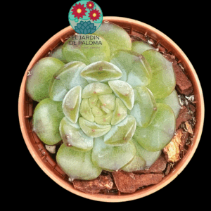 Echeveria Purple heart (importación, maceta pequeña)