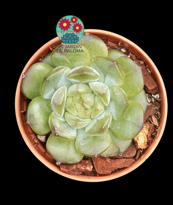 Echeveria Purple heart (importación, maceta pequeña)