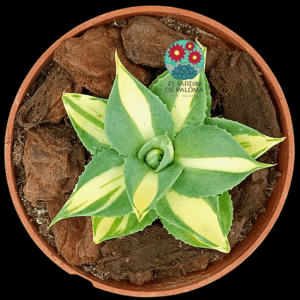 Agave Potatorum var. verschaffelti (importación)