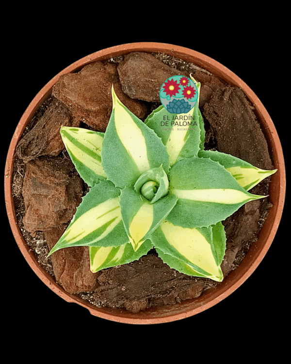 Agave Potatorum var. verschaffelti (importación)