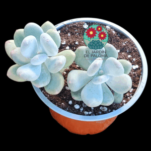 Pachyohytum bractosedum (maceta grande)