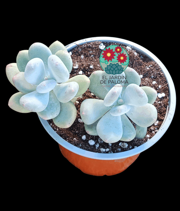 Pachyohytum bractosedum (maceta grande)