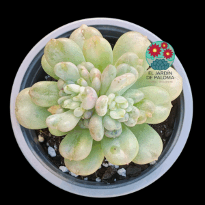 Echeveria "Bill Gates" (buen tamaño)