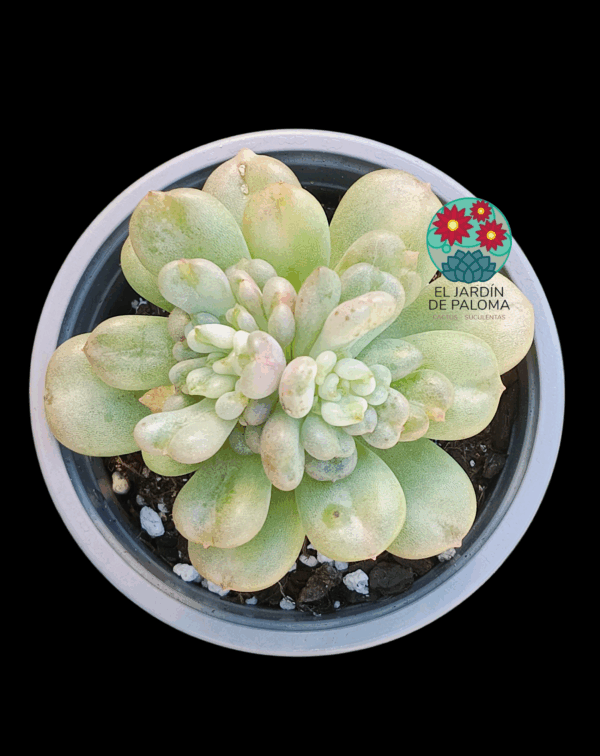 Echeveria "Bill Gates" (buen tamaño)