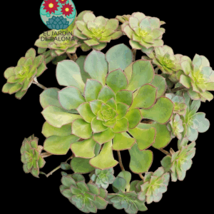 Aeonium Red Edge (muy grande)