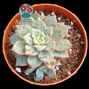 Echeveria Nacre