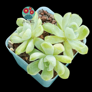 Echeveria "Cream beauty" 3 rosetas (importación)