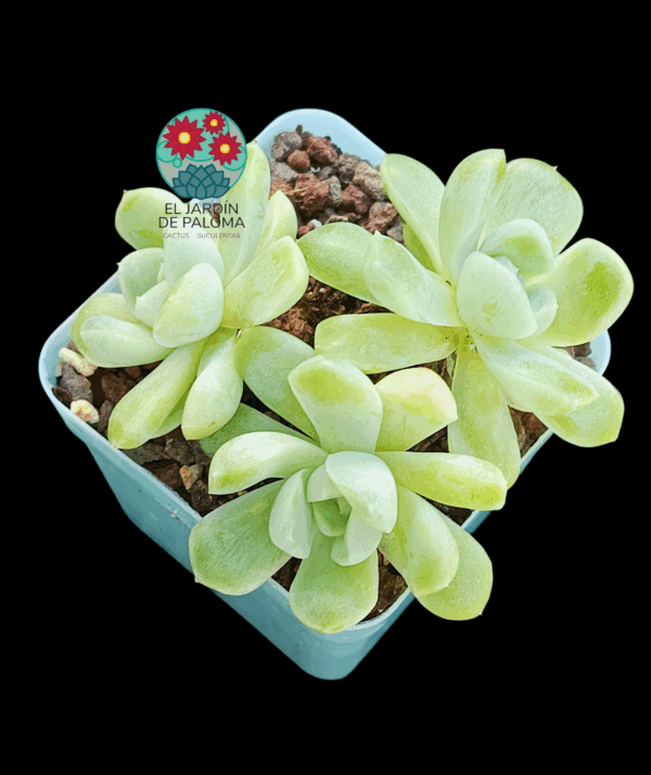 Echeveria "Cream beauty" 3 rosetas (importación)