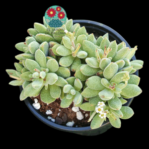 Crassula ausensis ssp titanopsis