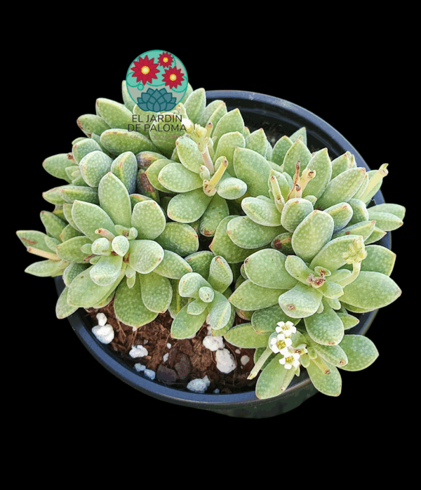 Crassula ausensis ssp titanopsis