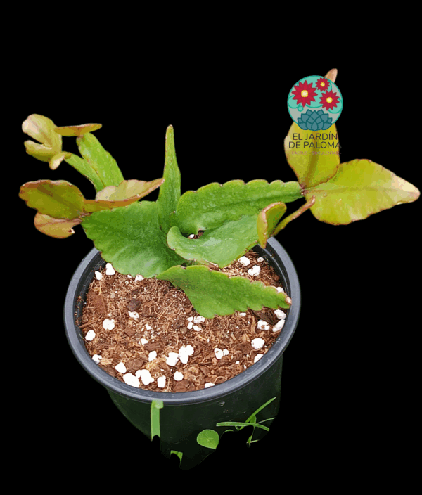 Rhipsalis eliptica