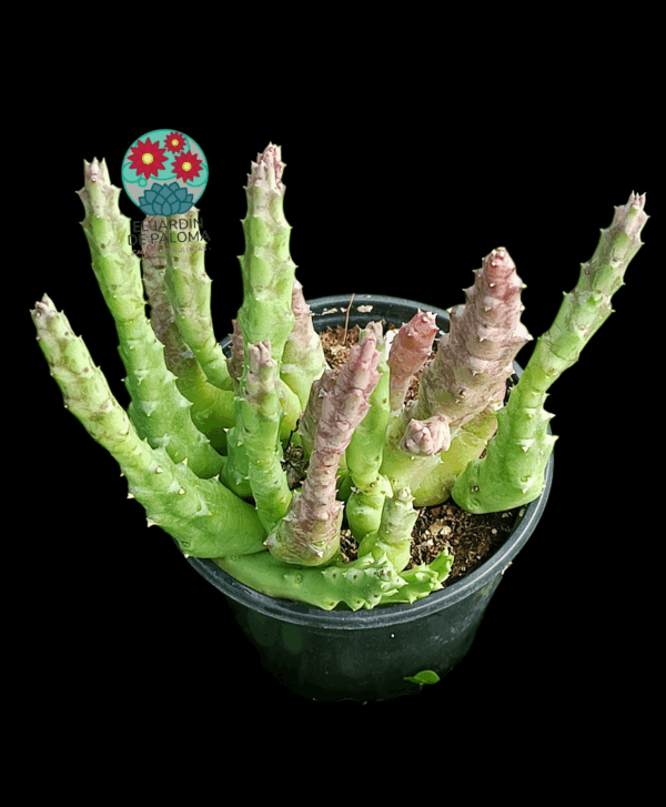Orbea Caudata x Stapelia divaricata (flor amarilla)