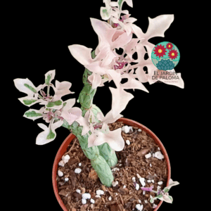 Senecio articulatus variegata