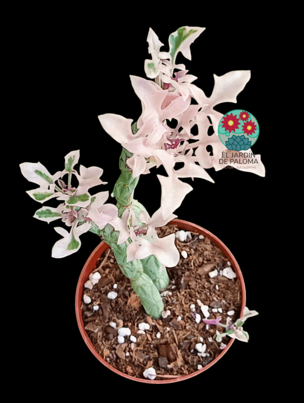 Senecio articulatus variegata