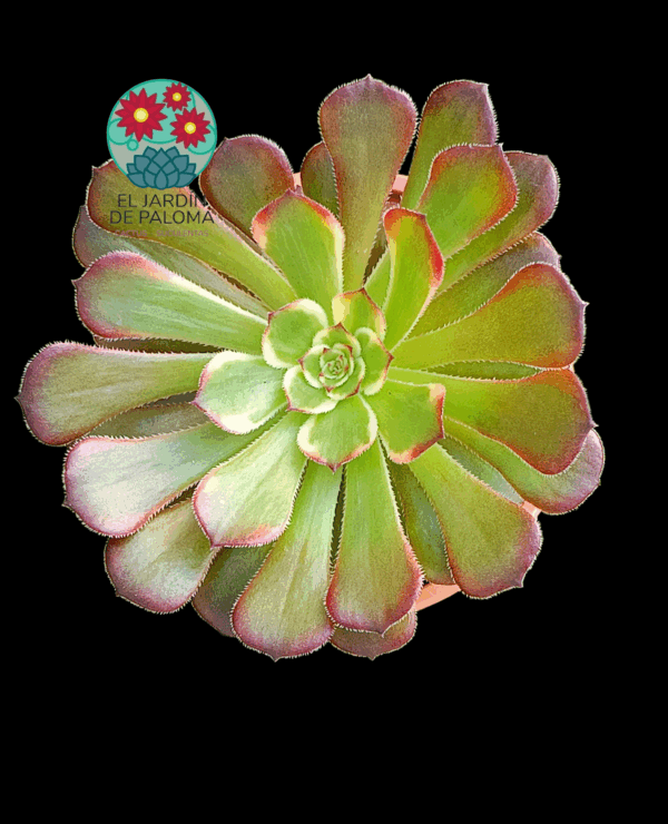 Aeonium Melon taro variegata (importación)