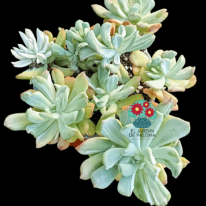 Graptoveria Black raccon variegata monstruosa (es grande)