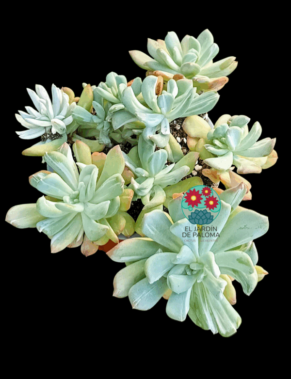Graptoveria Black raccon variegata monstruosa (es grande)