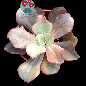 Echeveria Kissing