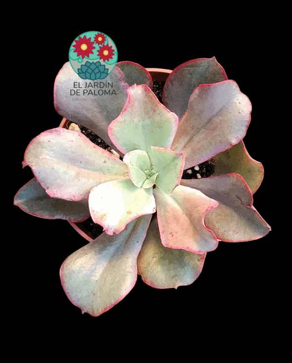 Echeveria Kissing