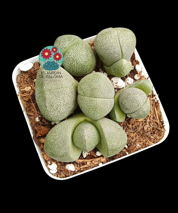 Pleiospilos nellii